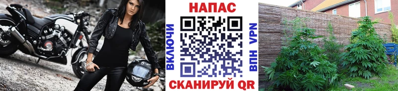 Бошки марихуана White Widow  как найти закладки  Беломорск 
